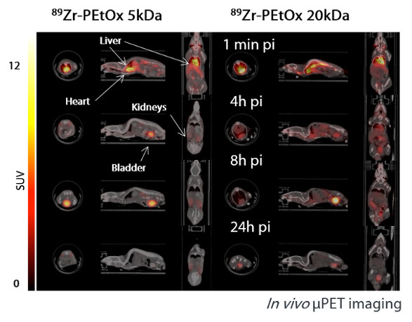 microPET PAOx in vivo